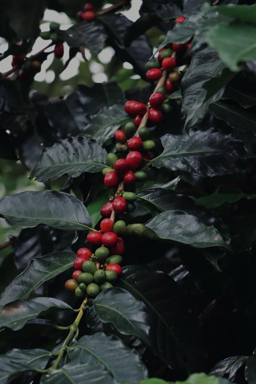 Plantacion de café en Finca Santoli